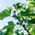 Ficus carica Halfstam (Stamomtrek 18-20 cm)