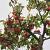 Malus d. 'Gala' Pot 15 liter Laagstam