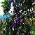 Prunus d. 'Stanley' Pot 90 Liter Halfstam (Stamomtrek 16-18 cm)