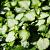 Lamium mac. 'White Nancy' Pot 9 cm