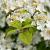 Viburnum plic. Kilimandjaro Pot 4 Liter 