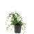 Vinca minor 'Atropurpurea' Pot 1,5 liter