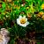 Dryas suendermannii Pot 9 cm