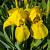 Iris (G) 'Ola Kala' Pot 9 cm