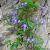 Clematis alpina Pot 2 Liter