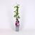 Clematis 'Dr Ruppel' Pot 2 Liter
