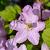 Clematis 'Hagley Hybrid' Pot 2 Liter