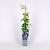 Clematis 'Jackmanii' Pot 2 Liter
