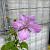 Clematis 'Margaret Hunt' Pot 2 Liter