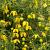 Clematis tangutica Pot 2 Liter