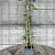 Clematis 'The President' Pot 2 Liter