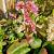 Bergenia 'Baby Doll' Pot 9 cm