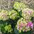 Hydrangea m. 'Amethyst' Pot 2 Liter