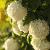Hydrangea m. 'Ave Maria' Pot 2 Liter