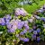 Hydrangea m. 'Hamburg' Pot 2 Liter