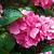 Hydrangea m. 'Pia' Pot 2 Liter