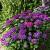 Hydrangea m. 'Renate Steiniger' Pot 2 Liter