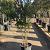 Quercus ilex Pot 35 liter 125 - 150 cm Meerstammig