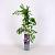 Wisteria floribunda 'Rosea' Pot 2 Liter