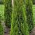 Thuja occ. 'Smaragd' Kluit 150 - 175 cm