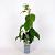 Actinidia deliciosa 'Jenny' Pot 2 Liter