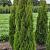 Thuja occ. 'Smaragd' Kluit 175 - 200 cm