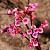 Bergenia 'Eden's Dark Margin' Pot 9 cm