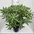 Rhododendron 'Roseum Elegans' Pot 20 Liter 60 - 80 cm