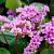 Bergenia 'Rotblum' Pot 9 cm
