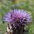 Cynara scolymus 'Cardy' Pot 9 cm