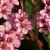 Bergenia 'Wintermärchen' Pot 9 cm