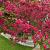 Malus 'Royal Beauty' Pot 18 liter Stam 120 cm