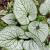 Brunnera macr. 'Looking Glass' Pot 9 cm