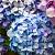 Hydrangea macrophylla Magical Mix Pot 5 Liter 