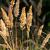 Calamagrostis epigejos Pot 9 cm