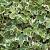 Hedera hel. 'Eva' Pot 2 Liter
