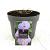 Geranium Rozanne Pot 2 Liter