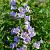 Campanula cochleariifolia Pot 9 cm