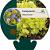 Campanula 'Dickson's Gold' Pot 9 cm