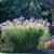 Miscanthus sin. 'Flamingo' Pot 3 Liter 