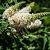 Buddleja White Chip Pot 3 Liter 