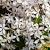 Clematis arm. 'Snowdrift' Pot 2 Liter