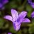 Campanula p. 'Catharina' Pot 9 cm