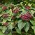 Clerodendrum trichotomum Pot 10 liter