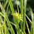 Carex grayi Pot 9 cm