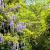 Wisteria sinensis in soorten Pot 10 liter 250 - 300 cm