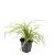 Carex morrowii 'Aureovariegata' Pot 9 cm