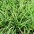 Carex morrowii 'Aureovariegata' Pot 9 cm