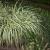 Carex morrowii 'Goldband' Pot 9 cm