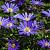 Anemone blanda Pot 9 cm